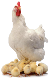 Chicken